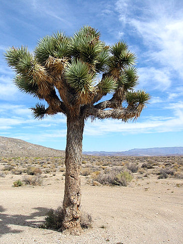 Lone Pine - Panamint Springs Foto 